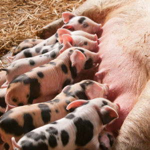 Picture of sow lying down with suckling pigs to convey European Pig Production
